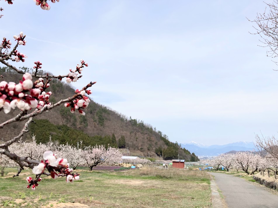 Apricot flowers in Chikuma city